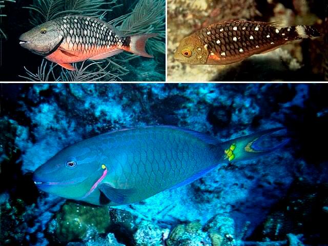 Confirman prohibición de captura y comercialización del pez loro en República Dominicana Confirman prohibición de captura y comercialización del pez loro en República Dominicana