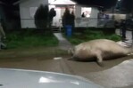 Video | Elefante marino se pasea por calles del sur de Chile y es devuelto al mar 