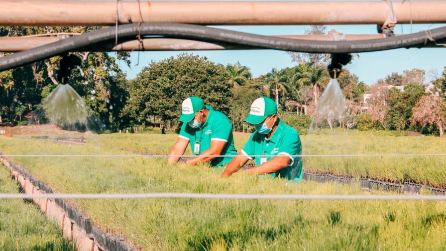 Presidente Luis Abinader deja iniciado plan nacional de reforestación