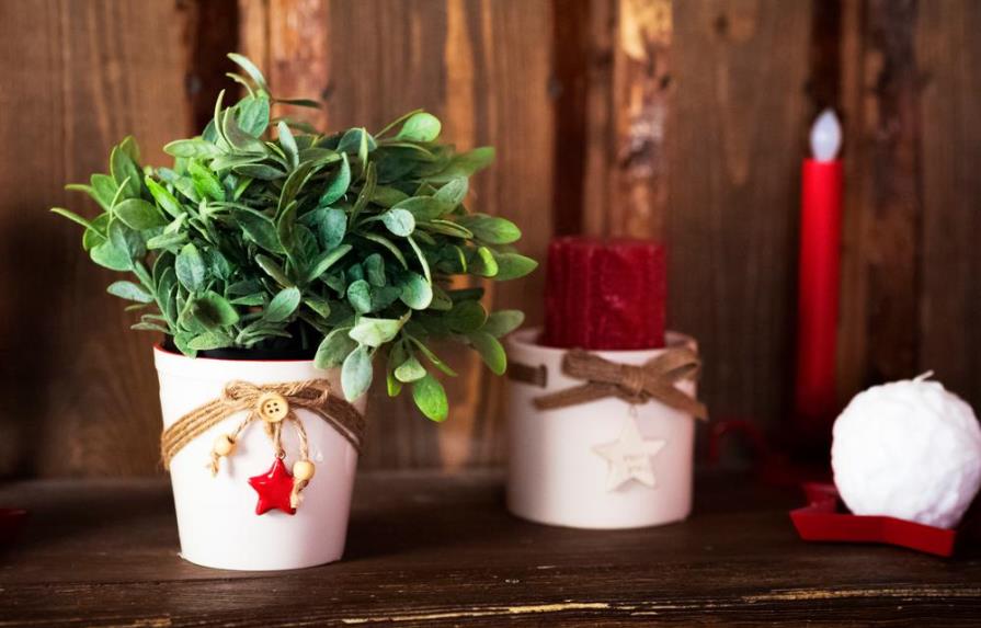 La Navidad florece en tu hogar con estas plantas