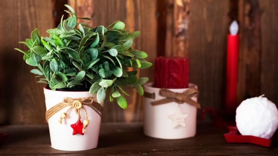 La Navidad florece en tu hogar con estas plantas