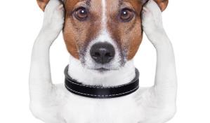 Identifica si tu perro está bajo el efecto del estrés