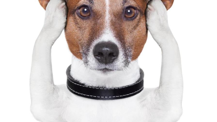 Identifica si tu perro está bajo el efecto del estrés Identifica si tu perro está bajo el efecto del estrés
