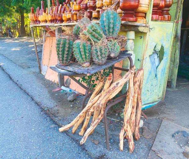 Cactus endémicos amenazados por venta ilegal en el país