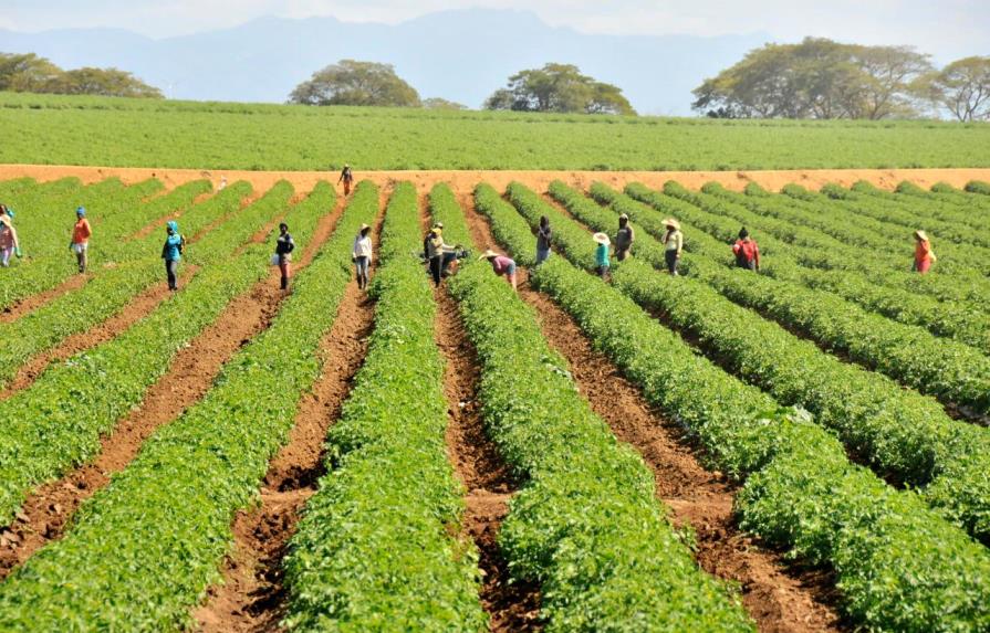 Agricultura auxiliará a productores de tomate con préstamos a tasa cero