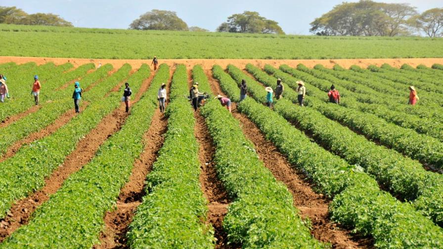 Agricultura auxiliará a productores de tomate con préstamos a tasa cero