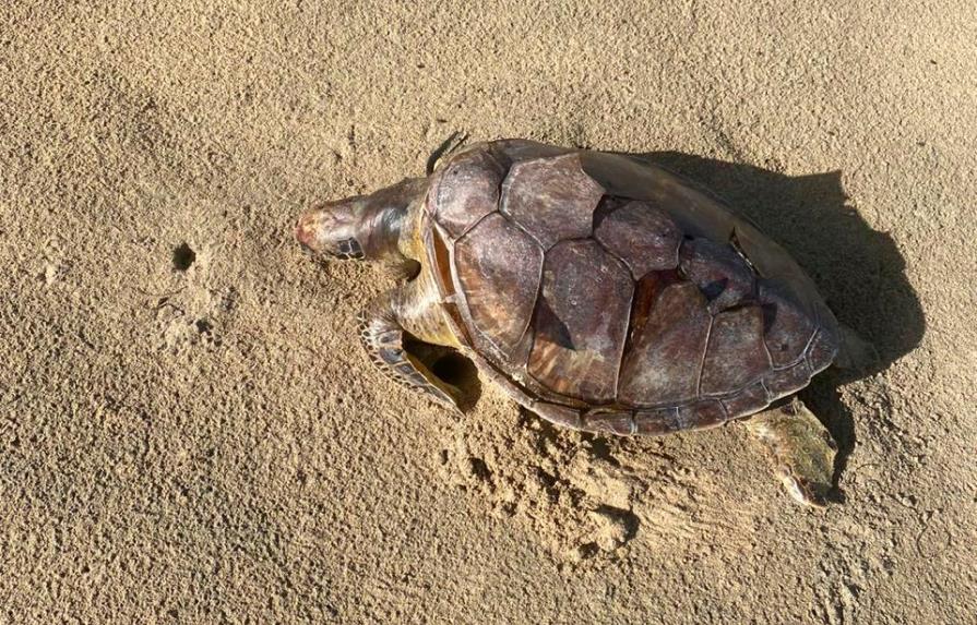 Denuncian redes pesqueras provocan muertes de tortugas en Miches