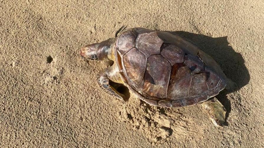 Denuncian redes pesqueras provocan muertes de tortugas en Miches Denuncian redes pesqueras provocan muertes de tortugas en Miches