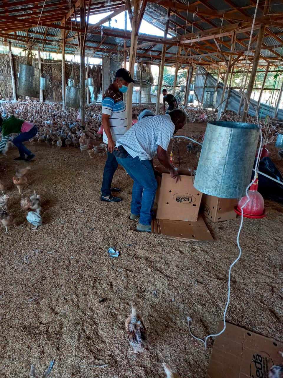 Parte del persona que acudió a la entrega de las pollitas en Azua.