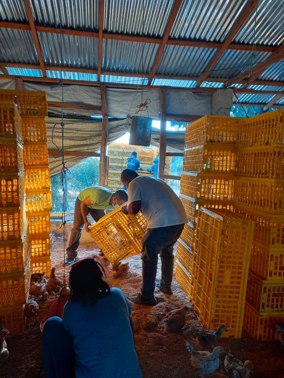 Pollitas fueron trasladadas en un camión hasta los lugares preparados para la crianza de las gallinas.