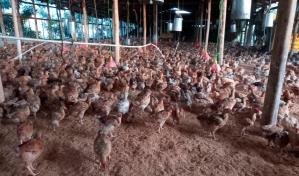 Conacerd y el FEDA entregan pollitas ponedoras en Azua