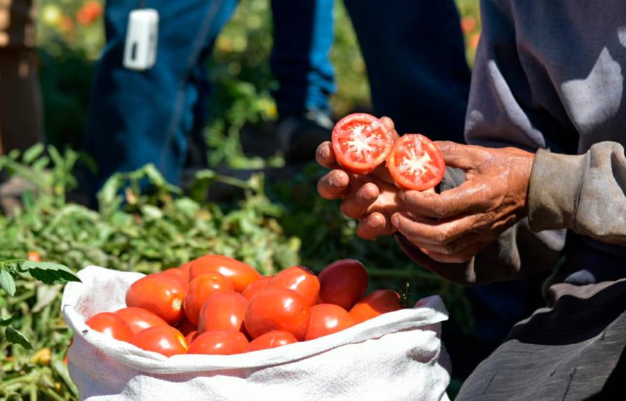 Estiman que en esta zafra se producirán cinco millones de quintales de tomates