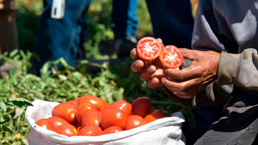 Estiman que en esta zafra se producirán cinco millones de quintales de tomates