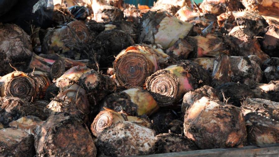 Pequeños productores reciben siete mil cepas para incentivar la producción de plátanos