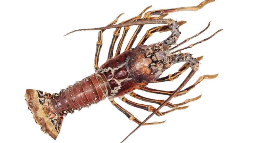 A partir del 1 de marzo está prohibido capturar y comercializar langostas