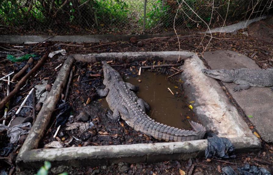 Expelotero José Rijo explica posesión de cocodrilos incautados en finca de su propiedad 