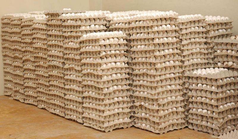 Ministerio de Agricultura intervendrá en precios del huevo