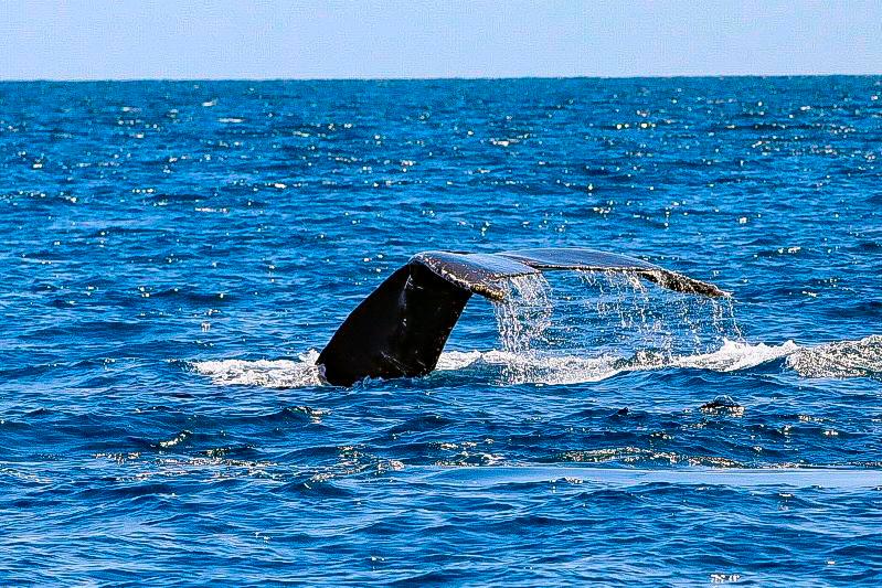 La cola de las ballenas jorobadas posee patrones en blanco y negro que la hacen distinguirse una de otra.