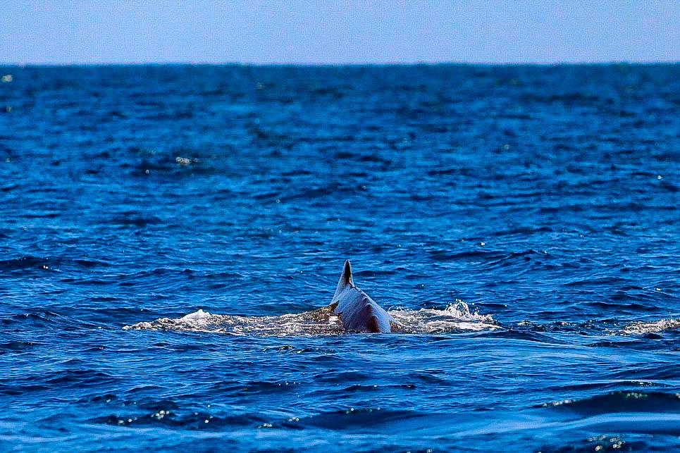 Vista de  una de las ballenas jorobadas que visitan a la República Dominicana.
