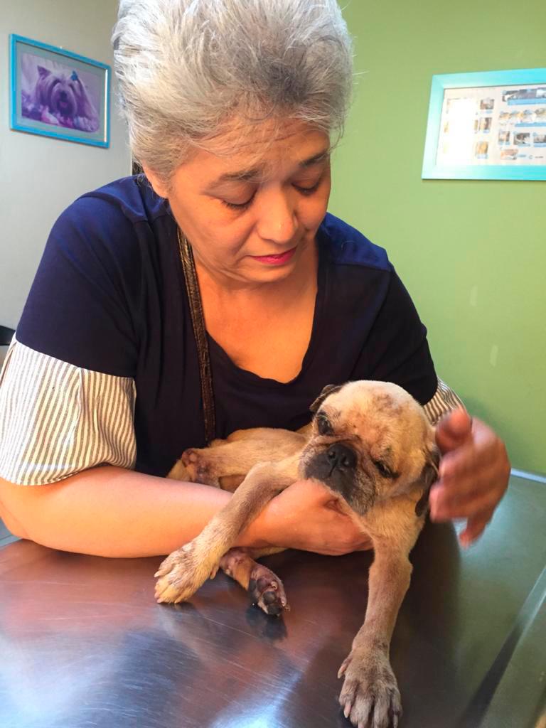 En esa foto se observa a Celeste Aurora Landestoy, de Puglovers, con un pug que rescató y que días después falleció. (Fuente externa)