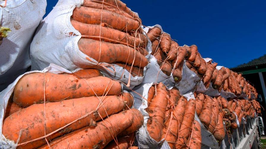 Ministerio de Agricultura gestiona venta de 55 mil quintales de zanahorias