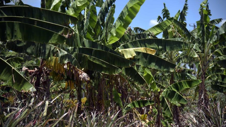 Rechazan que concejo edilicio de Moca aprobara 12 nuevas urbanizaciones