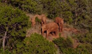 Manada de paquidermos continúan avanzando sin rumbo fijo