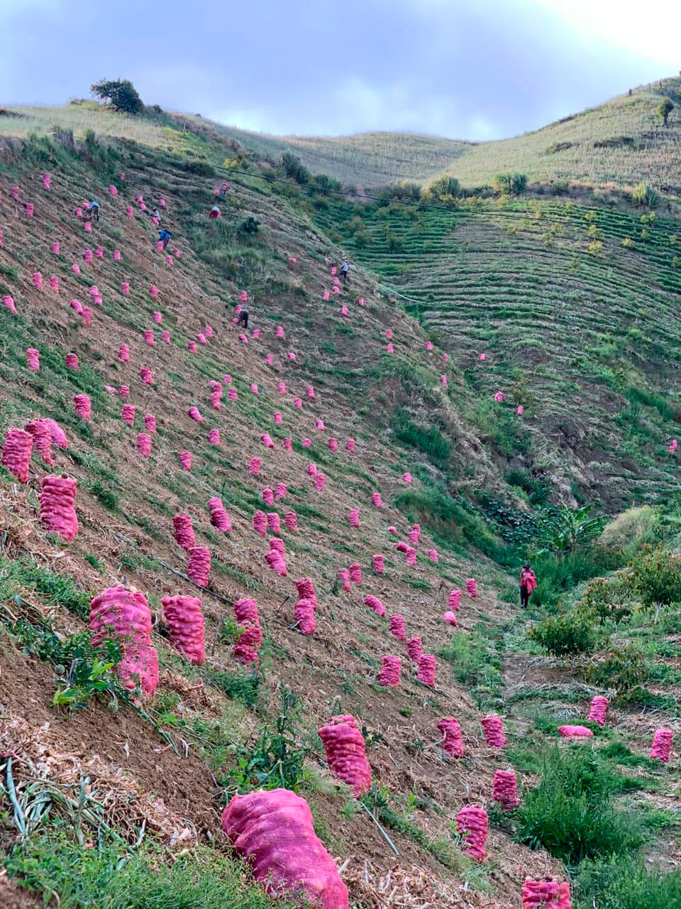 Cerca de 150,000 quintales de cebolla están disponibles para  ser puestos en el mercado.