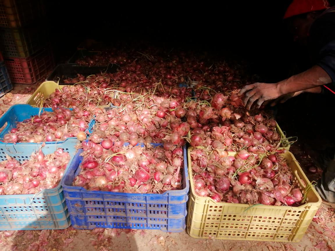 Productores de cebolla dijeron a Diario Libre que el precio del producto estaba muy por debajo.