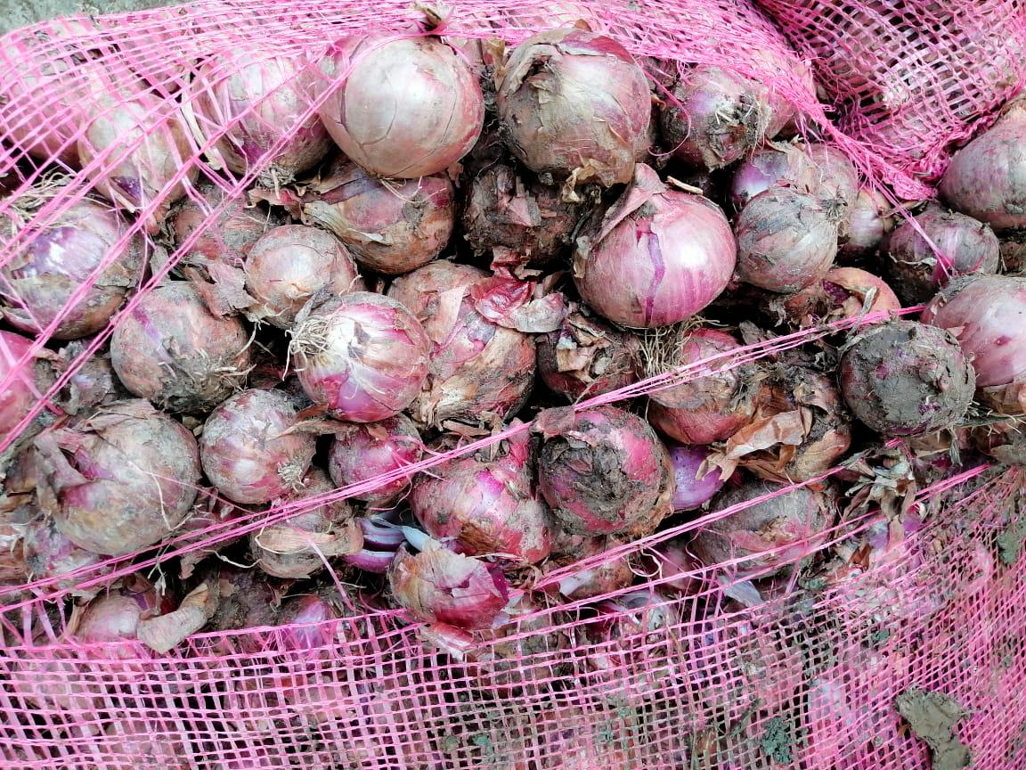 Productores denunciaron recientemente que la cosecha se estaba dañando. 