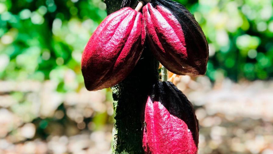 Presentan proyecto para fortalecer sector agroproductivo en la línea noroeste Presentan proyecto para fortalecer sector agroproductivo en la línea noroeste