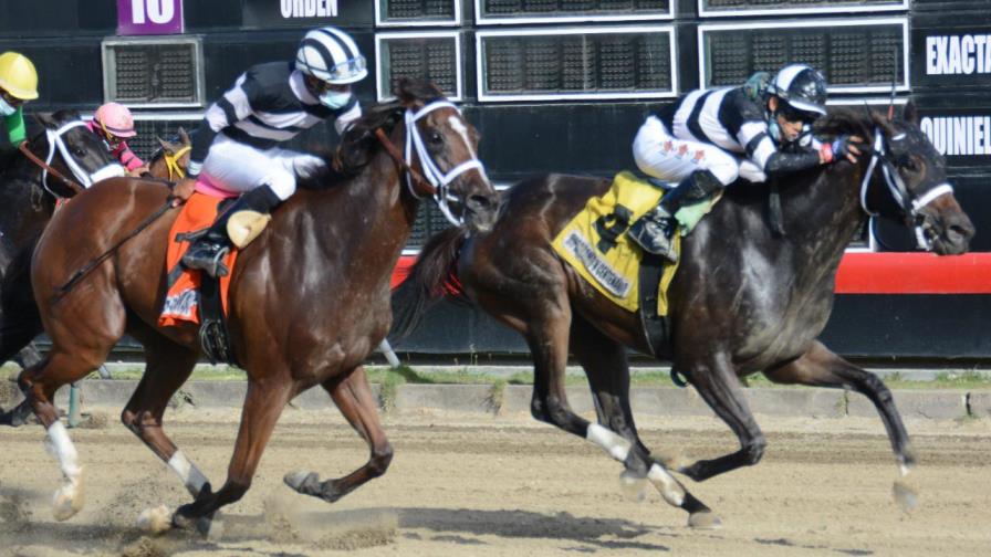Ocho caballos nativos se enfrentan este sábado en el Clásico Velocidad del Hipodromo V Centenario