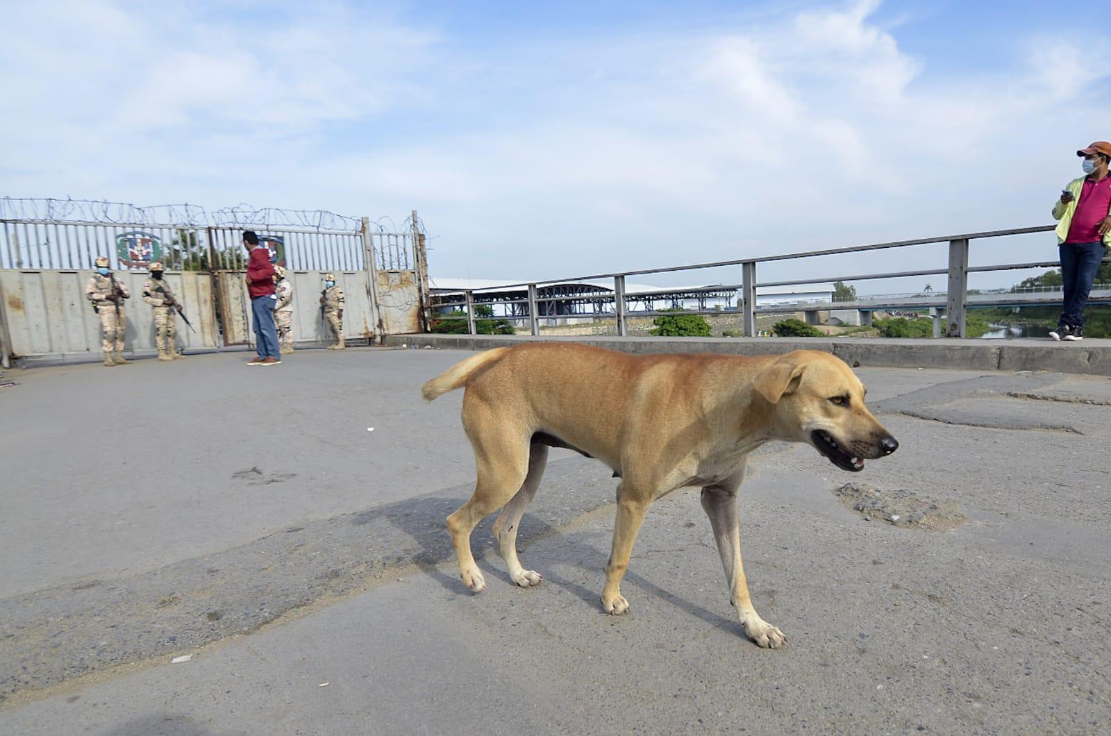 En el paso fronterizo de Dajabón un perro callejero aguarda el regreso de la corriente humana que suele transitar por ese puente internacional. (Foto: Aneudy Tavares / Diario Libre)