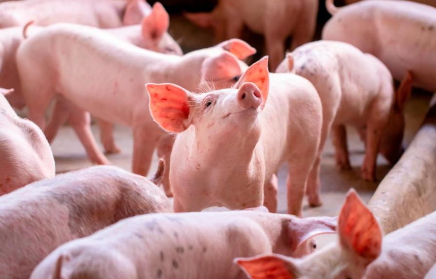 Director provincial de Salud de Elías Piña llama a no consumir carne de cerdo y prohíbe comprarla en Haití 