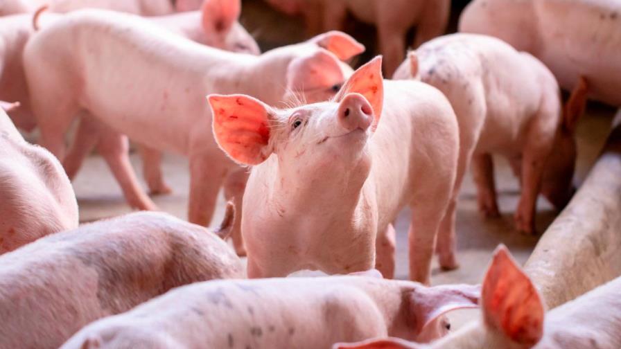 Director provincial de Salud de Elías Piña llama a no consumir carne de cerdo y prohíbe comprarla en Haití 