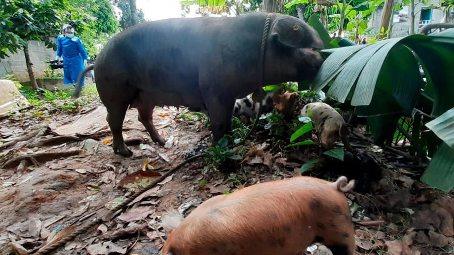 Gobierno sacrificará cerdos afectados por Peste Porcina Africana