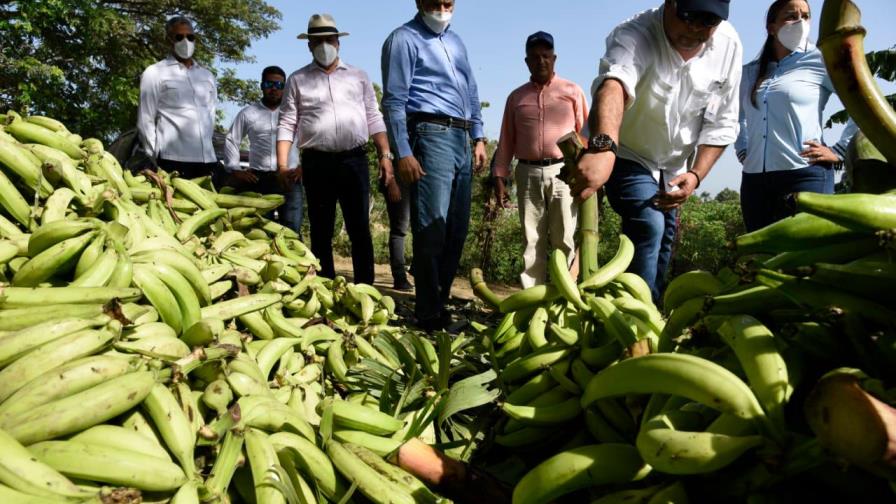 Inespre adquirirá plátanos y bananos derribados por tornado el sábado