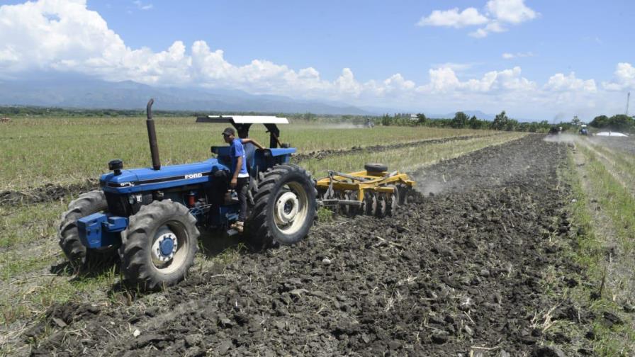 Gobierno prepara 190 mil tareas para siembra masiva de habichuela en región Suroeste