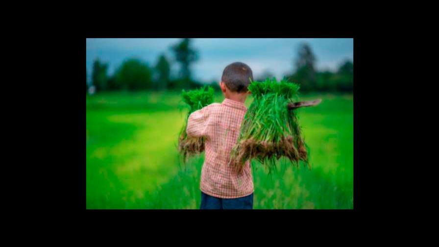 República Dominicana avanza en la eliminación del trabajo infantil, según informe de EE.UU.