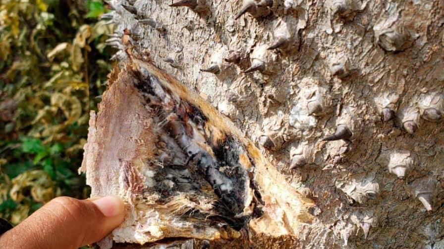 Apresan a hombre acusado de deforestar árboles en El Seibo