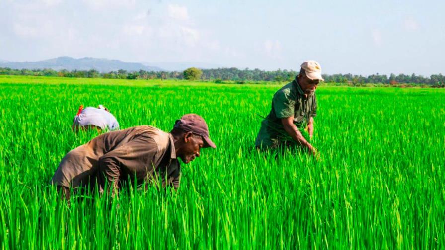 Más de 450 productores agropecuarios han sido beneficiados con compras del Inespre