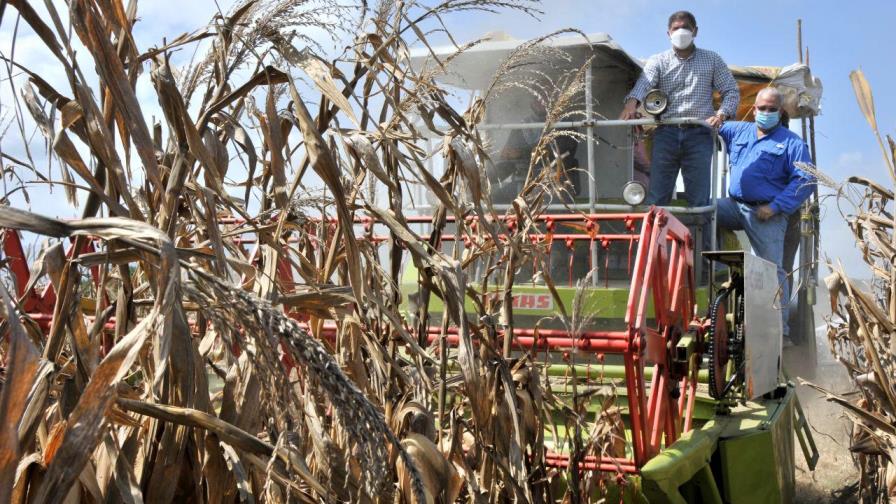 Sembrarán otras 36,000 tareas de maíz en el país destinados a la industria cárnica Sembrarán otras 36,000 tareas de maíz en el país destinados a la industria cárnica