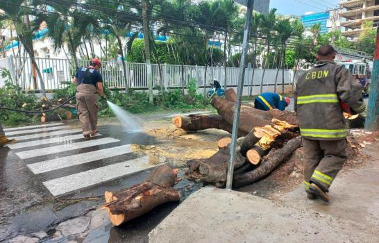 Cae árbol y afecta tres vehículos en calle del Distrito Nacional