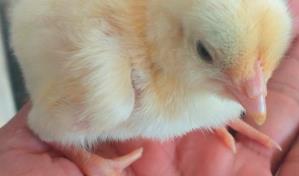 Aumento de hasta un 40 % en los polluelos amenaza el precio del "pollo de Navidad"