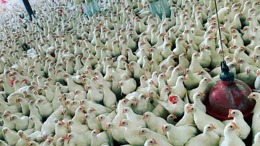 Garantizan precios del pollo “asequibles” en Navidad Garantizan precios del pollo “asequibles” en Navidad