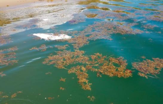 Cientos de peces mueren en todas las costas de Sabana de la Mar y Miches