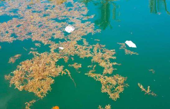 Cientos de peces mueren en todas las costas de Sabana de la Mar y Miches