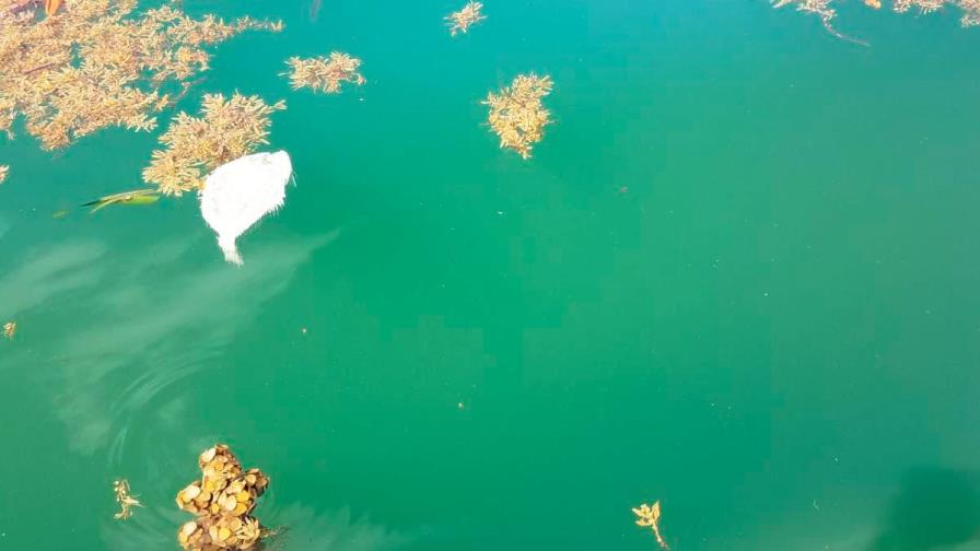 Ola de peces muertos en Sabana de la Mar ha reducido, según pescadores Ola de peces muertos en Sabana de la Mar ha reducido, según pescadores