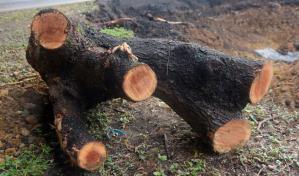 Denuncian tala de árboles en varios puntos de Santiago