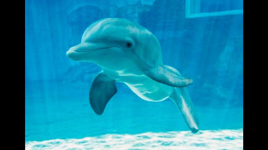 Muere la delfín discapacitada Winter, inspiradora del filme “Dolphin Tale”